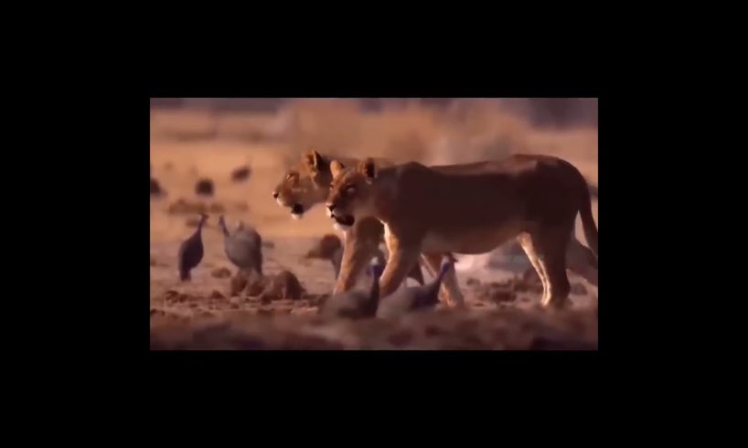 Lions vs Horses  l Lion vs Horse | Wild Animal Fights Captured On Camera