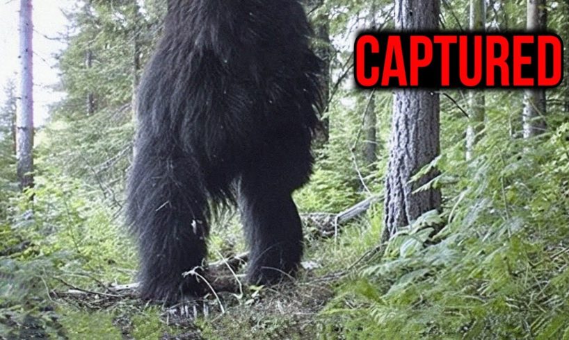 MEGA COMPILATION of Disturbing Trail Cam Footage 2023