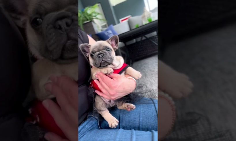 Mabel was the cutest puppy 🥹#shorts #frenchbulldog