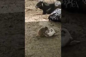 Monkey and Dog Playing Together in dairy Farm| Pet Lover| Animals