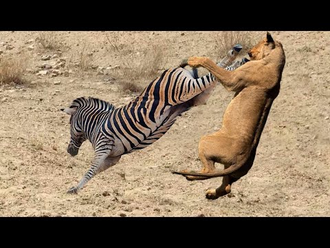 Mother Animal Rescues Her Young from Danger | Wild animals | Cari Channel