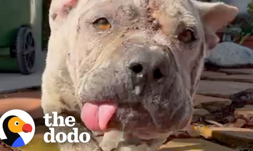 No One Wanted To Foster This Dog Until… | The Dodo