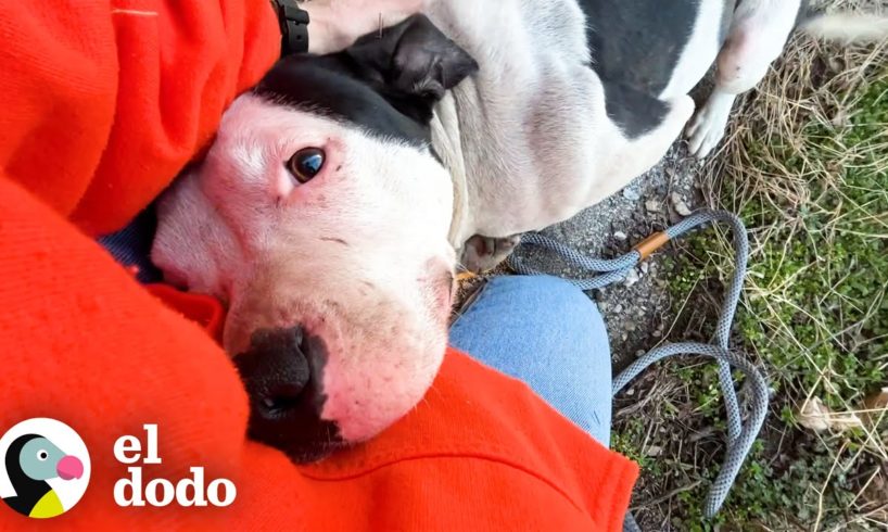 Pitbull asustado se derrite en los brazos de esta mujer | Puro Pitbull | El Dodo