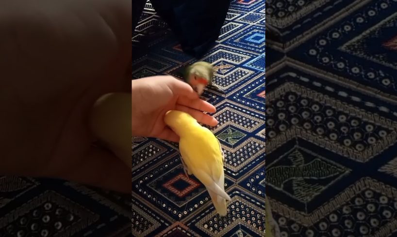 Playing lovebirds, Sunny and Mango birds #animals #pets #baby #birds #youtubeshorts