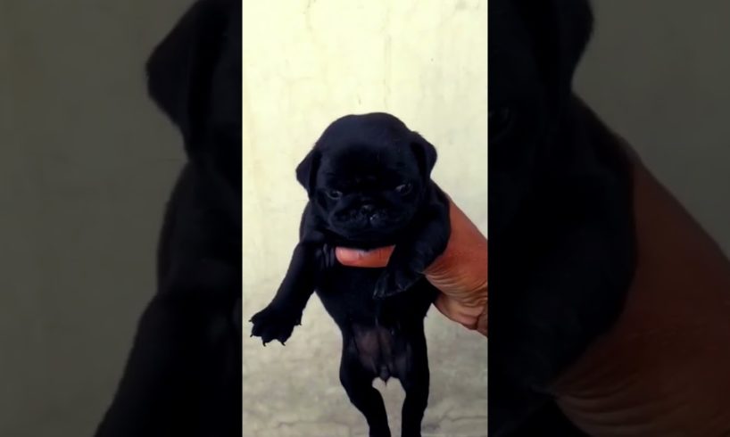 Pug Puppies for sele || Ek Mele 2 female || 🥰 cutest Puppies || CALL Now 9541403141 || #shorts #pug