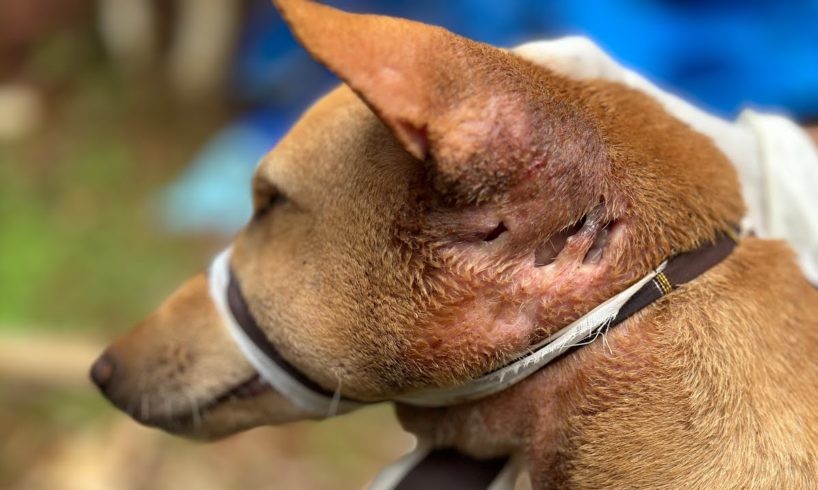 Puppies Rescued Puppies Rescued With~maggot🥲😟