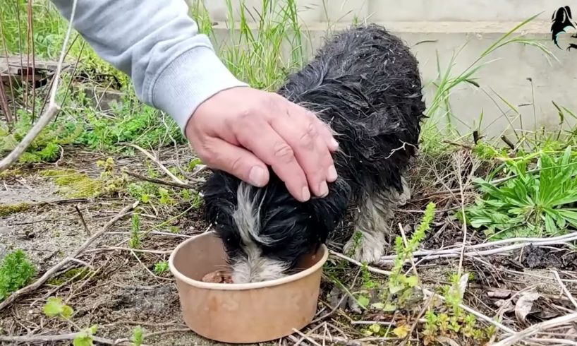 Rescue the dog abandoned by relatives because it is too old and weak