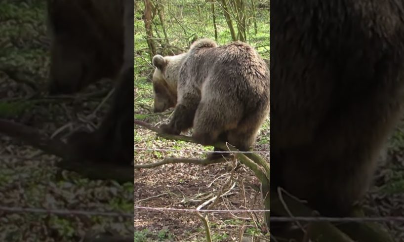 Rescued Bear Luna Invents Her Own "Workout" at BEAR SANCTUARY Müritz | FOUR PAWS USA