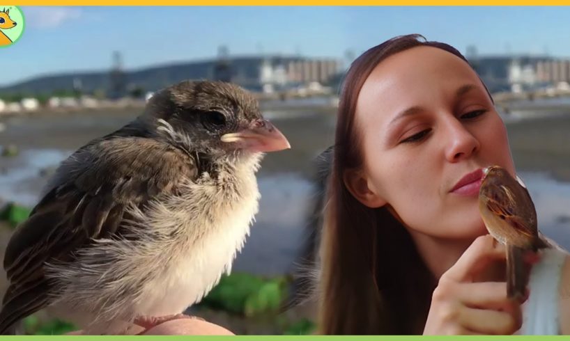 Rescued Sparrow Refuses to be Released