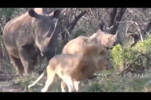 Rhino vs Lion - Who Is The Boss? Funny 😆 Video.