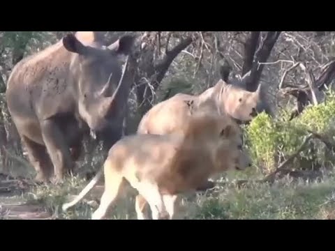 Rhino vs Lion - Who Is The Boss? Funny 😆 Video.