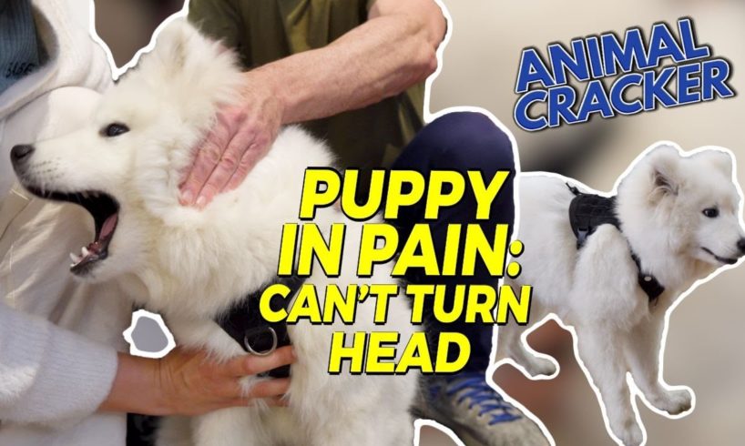 SAMOYED PUPPY SCREAMING WHEN HEAD TURNS 😱 ANIMAL CHIROPRACTOR TO THE RESCUE!