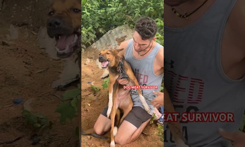 SHORTS FEED MOST VIRAL DOG RESCUE BREAKING NEWS #shortsfeed #dog #subscribenow #subscribe #viral