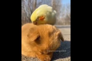 Soo Cute Dogs 😍 Funny Pets Videos 😍❤️ #shorts #dog #pet