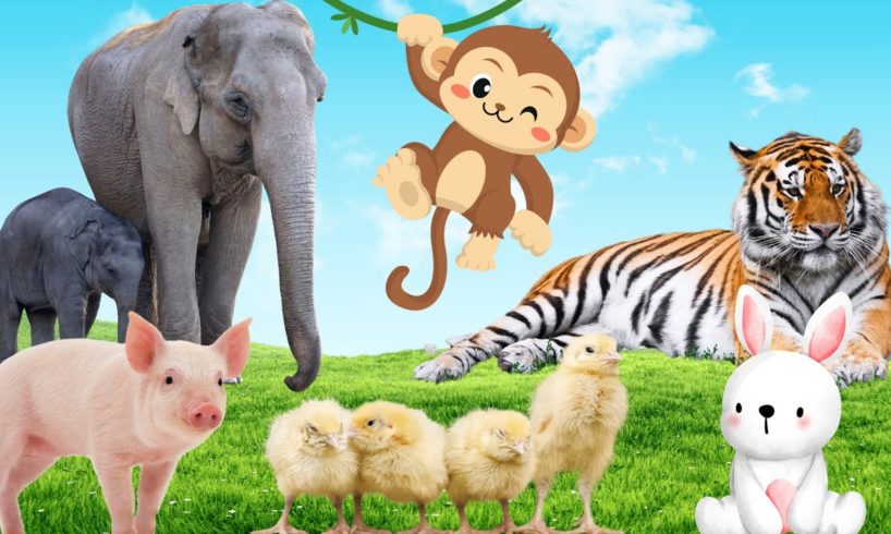 Spot the cutest animals on the planet: rabbits, pigs, monkeys, ducklings,...