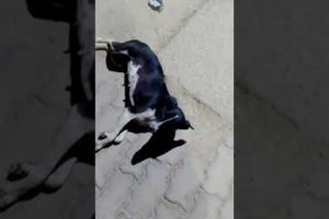 Street Animals Rescue Videos Compilation #Shorts #streetanimals #Dog #Cow #Puppies #animalsrescue