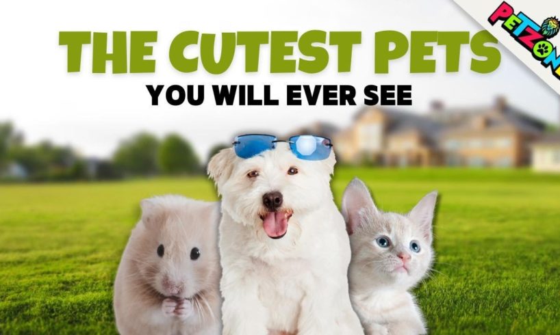 The Cutest Pets Ever!