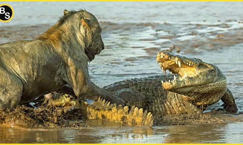 The Greatest Battle In The Animal Kingdom | Lion VS Crocodile