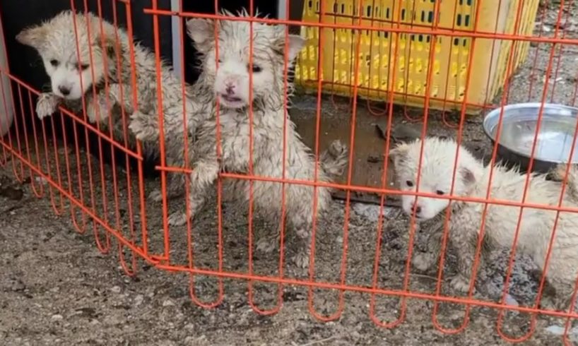 They was prison in dirty cage, wet and trembling in cold and raining! What happened to them?