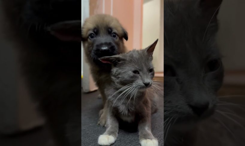 This must be the cutest Kitten and puppy video!  ❤️#animals #puppy #kitten