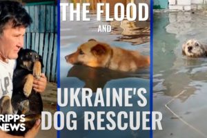 Ukraine’s dog rescuer races to save pets from Kherson floodwaters