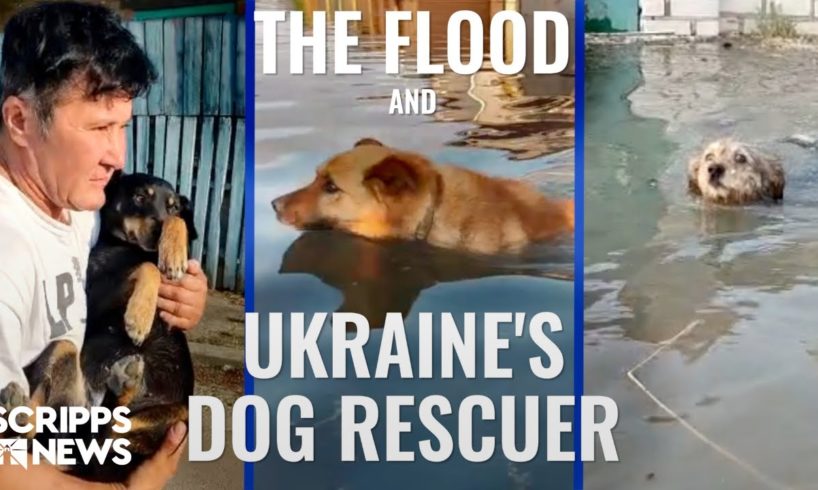 Ukraine’s dog rescuer races to save pets from Kherson floodwaters