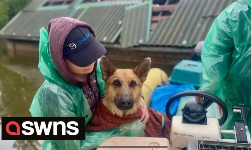 Volunteers risk lives to rescue animals from Ukraine floods | SWNS