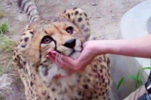 When Eyes Can't Lie -  Animals Love You by Cute Way No One Does It