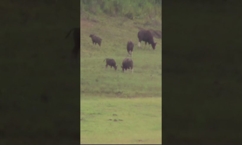   Wild Bison fighting (Indian Gaur) Animal fights (Buffalo)