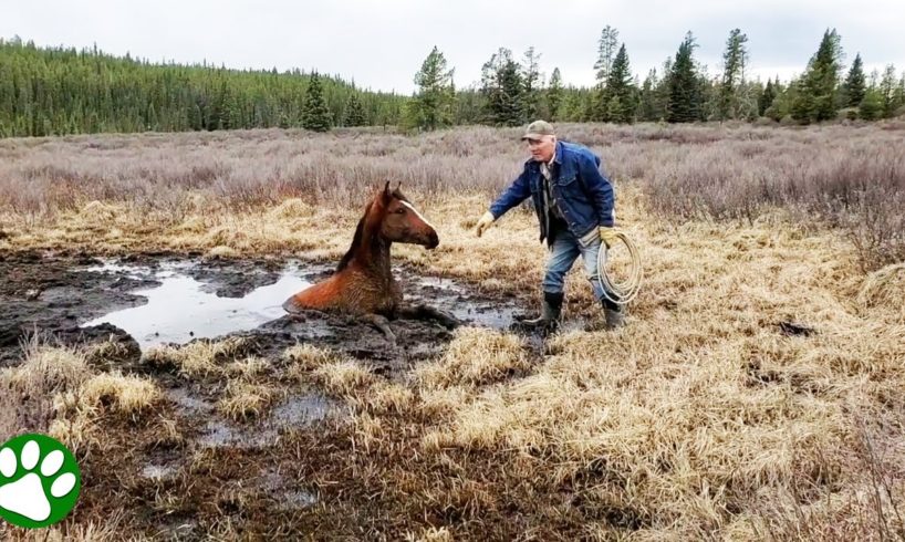 Wild horse rescued from muddy pit