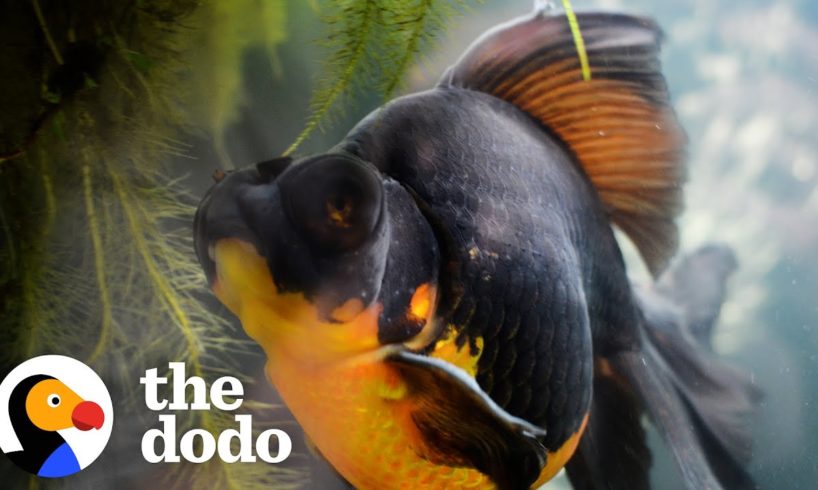 Woman Rescues 10-Year-Old Fish And Can't Believe Her Eyes When He Transforms | The Dodo