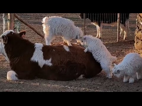 animal fights caught on camera