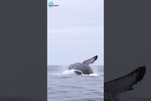 blue whale jumping out of water with sound | Just Animals