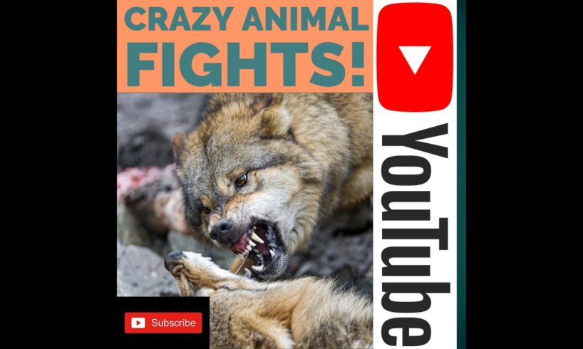 crazy animal fights caught on camera