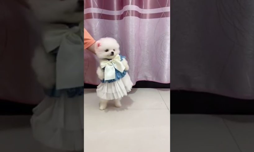 cute pomeranian | dog status video | tiktok |#shorts #statusvideo #latestviralvideo