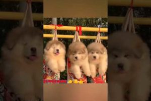 #cutest #puppies #funnyanimalvideo #shorts @sempa-sho4142