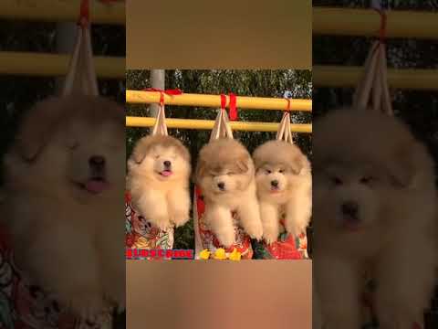 #cutest #puppies #funnyanimalvideo #shorts @sempa-sho4142