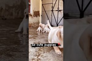 cutest puppies #youtubeshorts #shortsvideo #shortsfeed #shorts