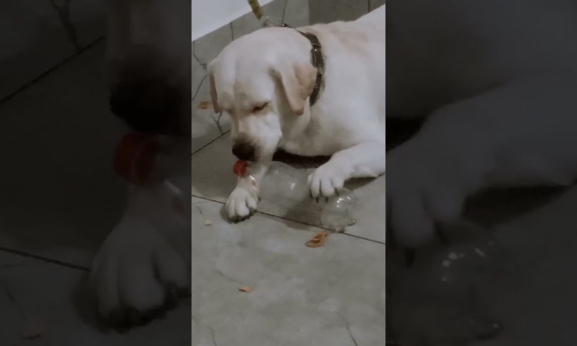 dog biting bottle  #shorts#youtube#viral