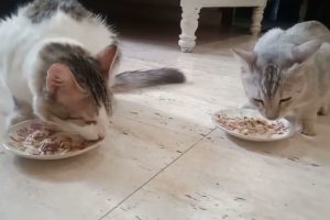 funny animals happy kittens playing