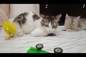 funny kittens happy playing funny animals 2023