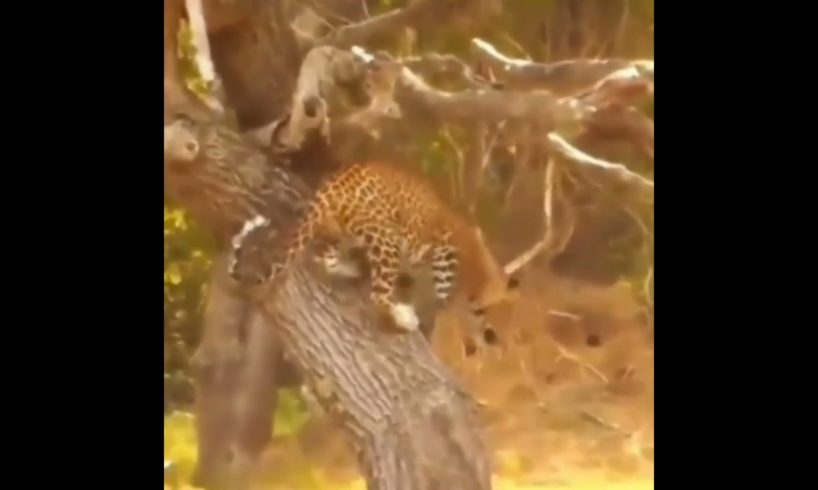 leopard smartly hunt wild boar | #shorts #facts #animals