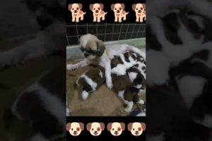 mother dog feeding her cutest puppies 🥰#shorts #viral #youtubeshorts #youtube #shortvideo