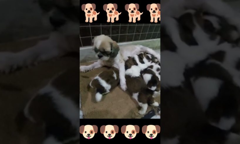 mother dog feeding her cutest puppies 🥰#shorts #viral #youtubeshorts #youtube #shortvideo