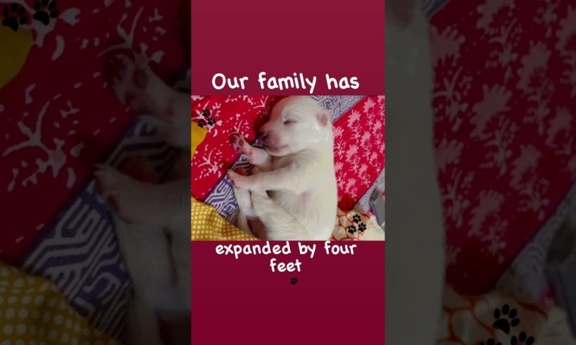 new born ~~cute puppy || Nanha sa mehmaan || funniest and cutest pomeranian puppy ||