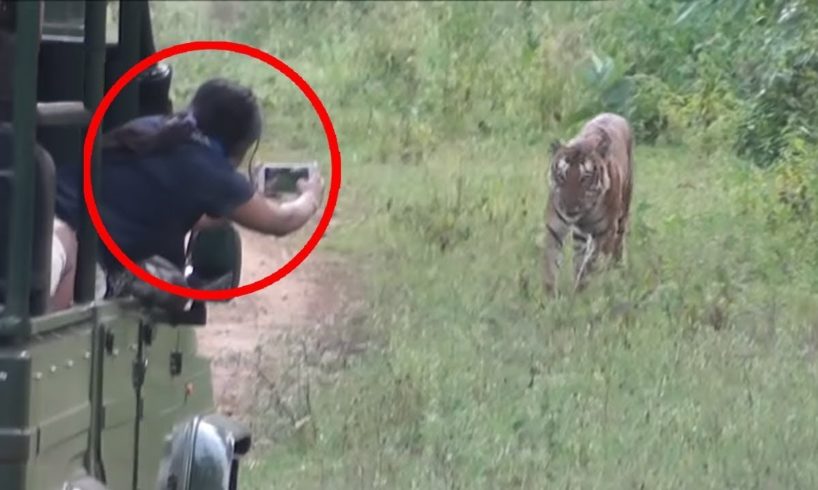 "Terrifying Encounter: Tigers Attack Tourists in the Wild!"