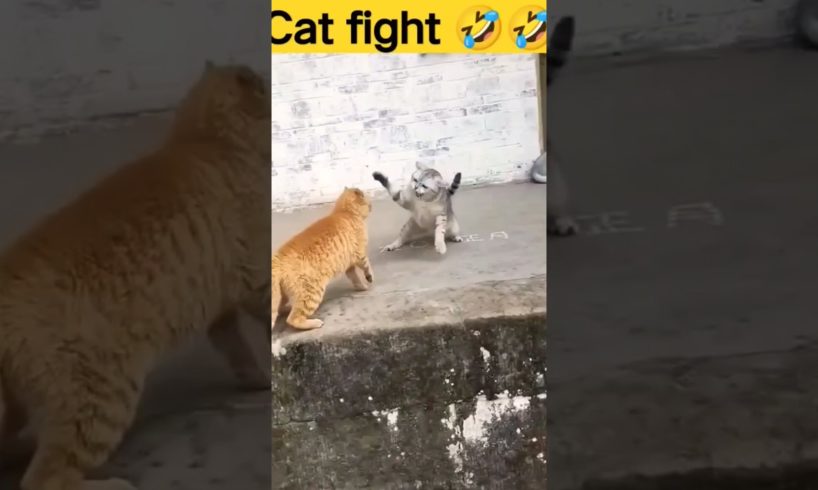 आरंभ है प्रचंड X Funny animal fights #shorts #cats