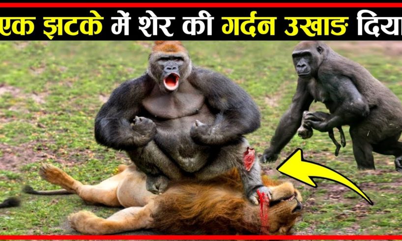 एक झटके में शेर की गर्दन उखाड़ दिया | Craziest Animal Fights Caught On Camera