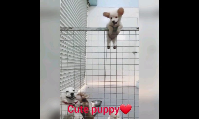 क्यूट puppy#funny puppy dog#03kviral#shorts