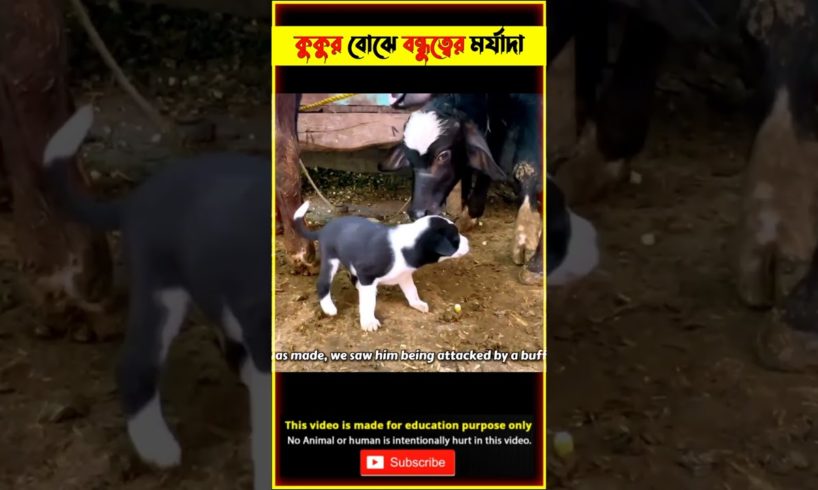 একমাত্র কুকুরই পারে !! Dog Rescue Emotional Video @tbmshortstory #shorts #animals #dog #rescue